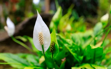 spathiphyllum weißes hochblatt blüte (2)