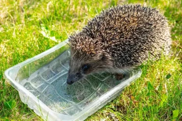 Trinkwasser und Verstecke sind den Gartentieren willkommen