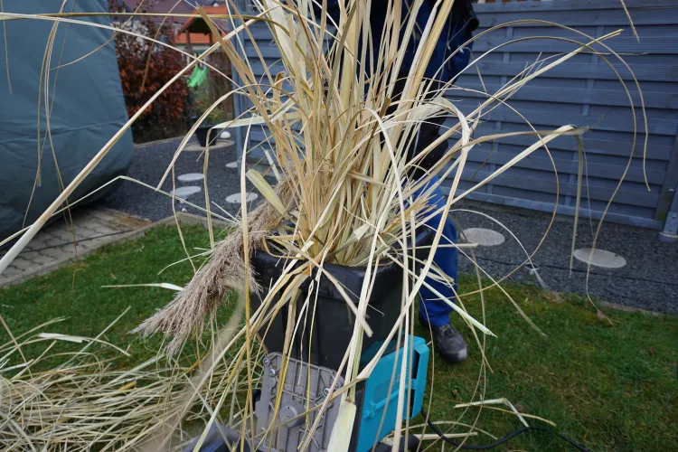 trockenes pampasgras in der gartentonne