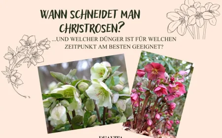 Wann und womit Christrose düngen - Nützliche Pflegetipps je nach Saison