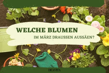 welche blumen im märz draußen aussäen