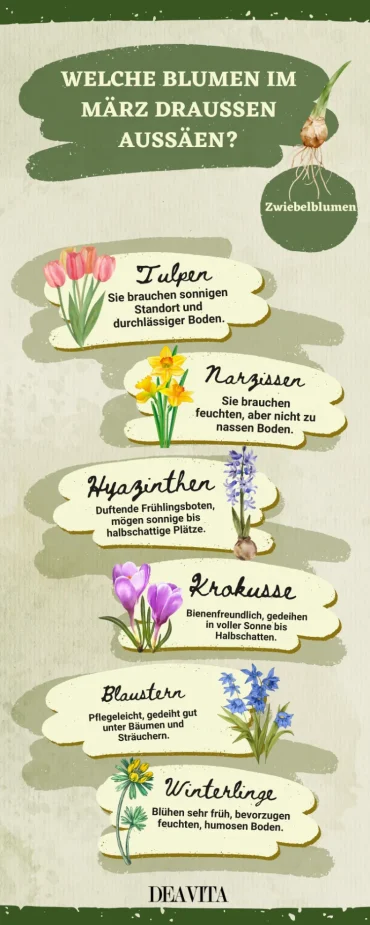 welche blumen im märz draußen aussäen zwiebelblumen