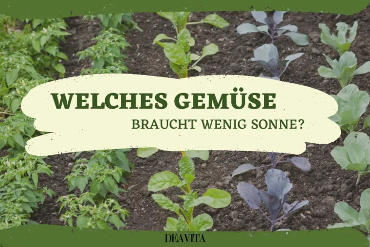 welche gemüsesorten wenig sonne brauchen