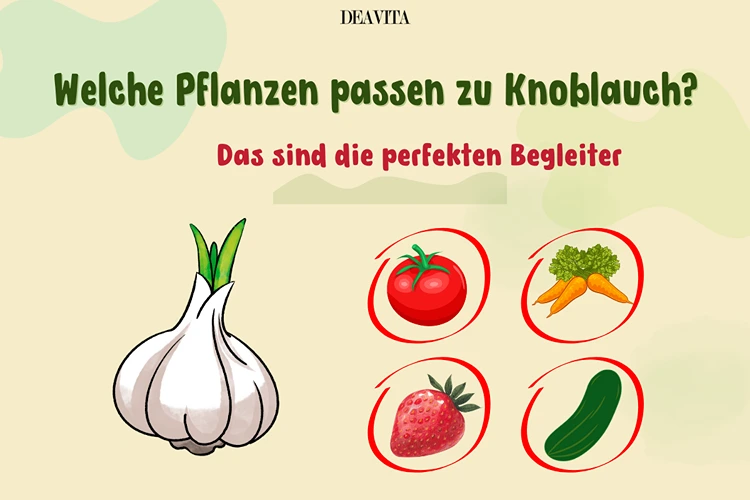 welche pflanzen passen zu knoblauch