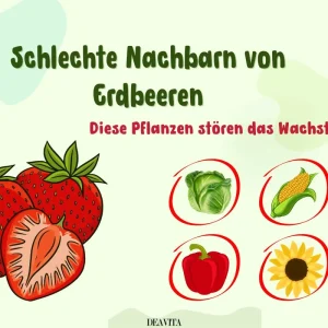 welche pflanzen sind schlechte nachbarn von erdbeeren (2)