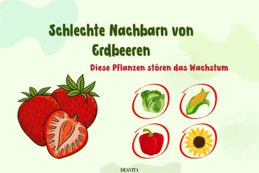 welche pflanzen sind schlechte nachbarn von erdbeeren (2)