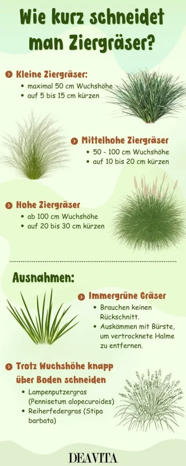 Wie kurz sollte man Gräser schneiden - Infografik als Zusammenfassung