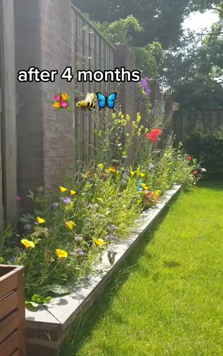 wildblumen aussäen ergebnis nach 4 monaten