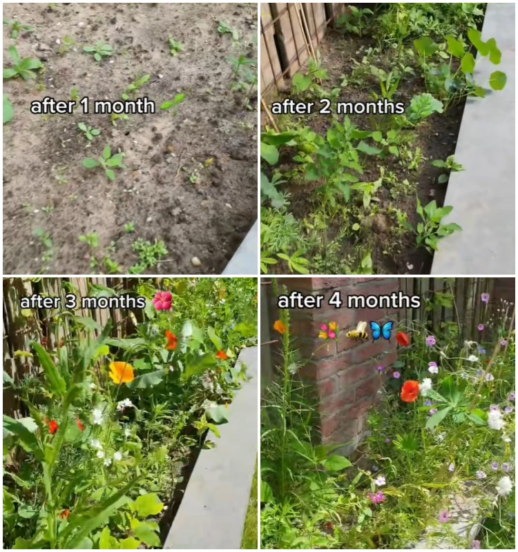 wildblumen aussäen im garten wildblumenwiese schrit für schritt