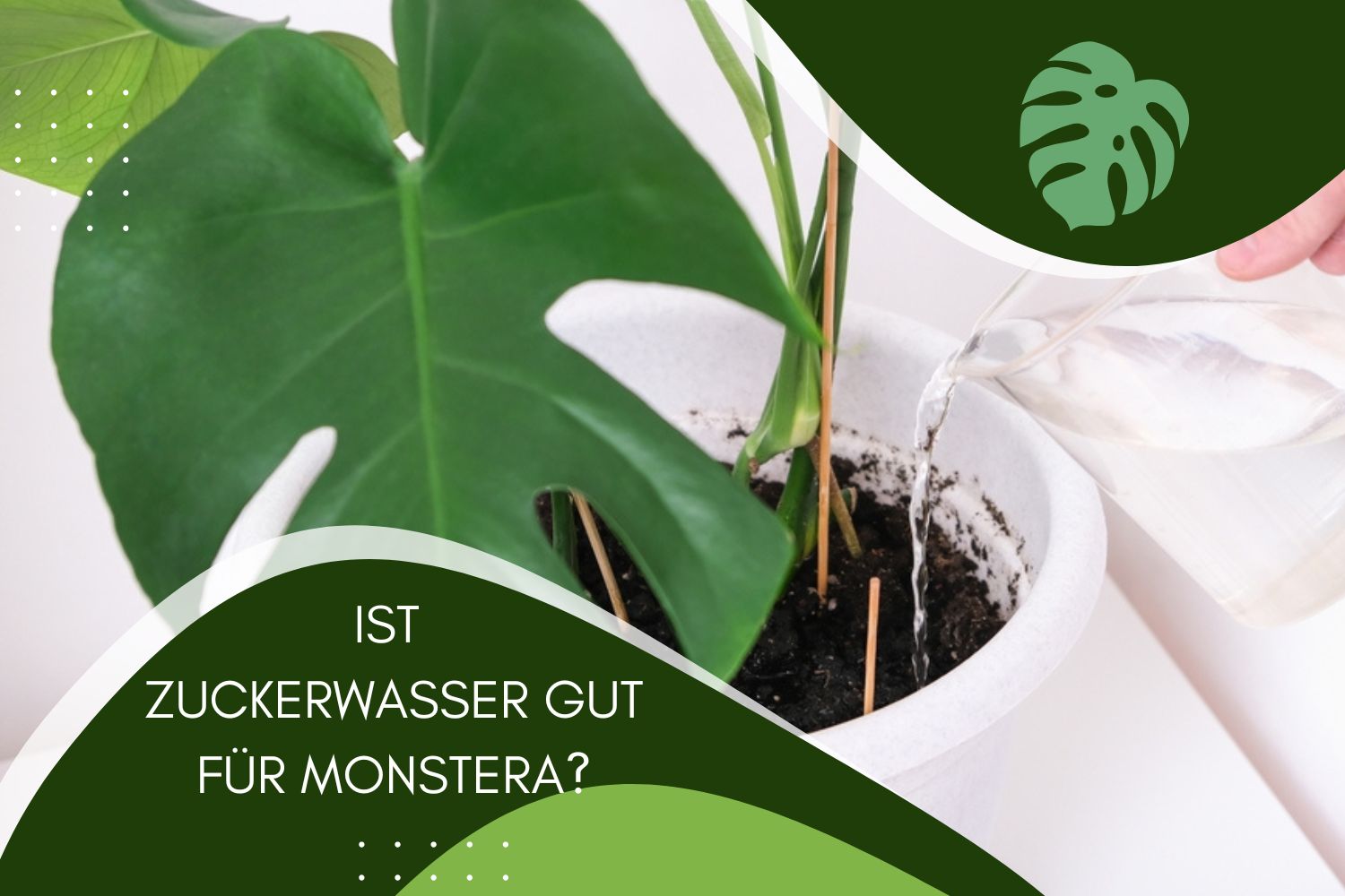 Zuckerwasser gut oder schlecht für Monstera