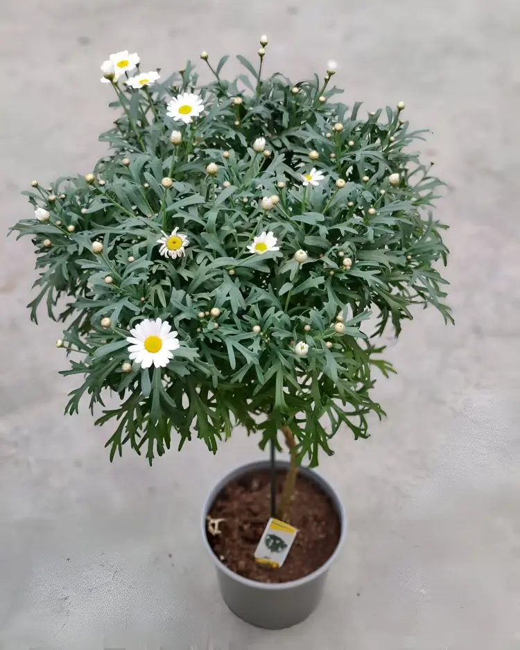 Ab wann dürfen Margeritenstämmchen raus - Eisheiligen und Nachttemperaturen über 20 Grad abwarten