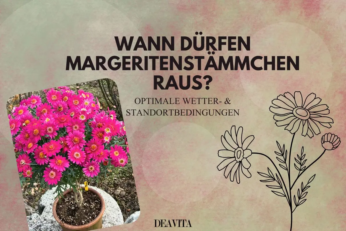 Ab wann dürfen Margeritenstämmchen raus - Zeitpunkt, Standort und Abhärtung