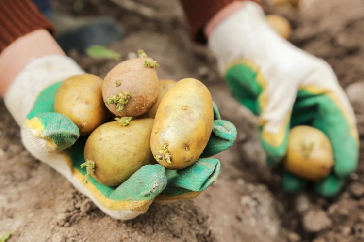bauer pflanzt gekeimte kartoffeln im boden im garten