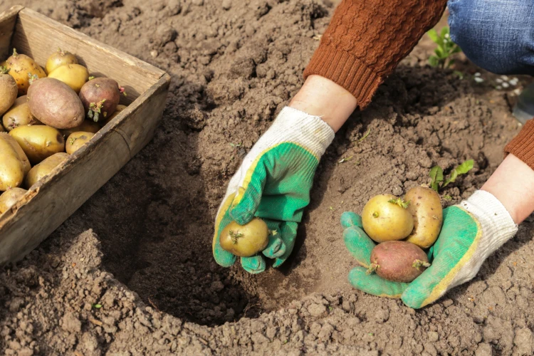 bauernhände in handschuhen mit samenkeimen kartoffeln im erdboden im frühlingsgarten
