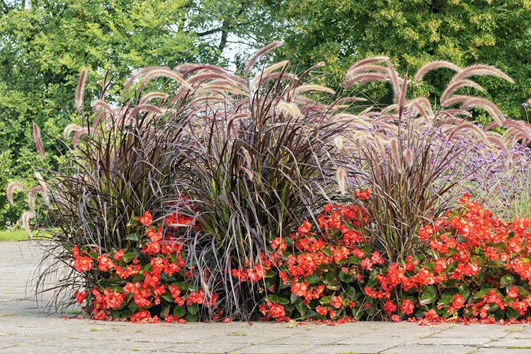 begonien und ziergras pennisetum setaceum in harmonischer duopflanzung.