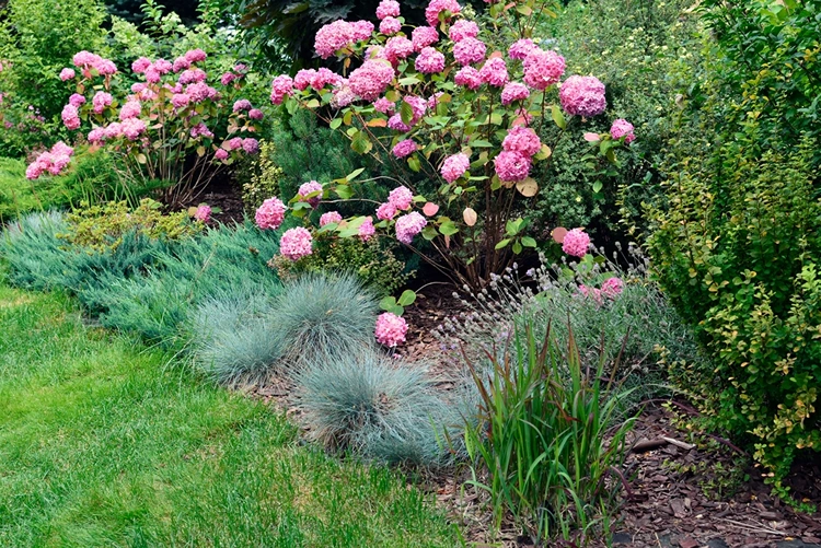 Blauschwingel mit rosa Hortensiensträuchern kombinieren