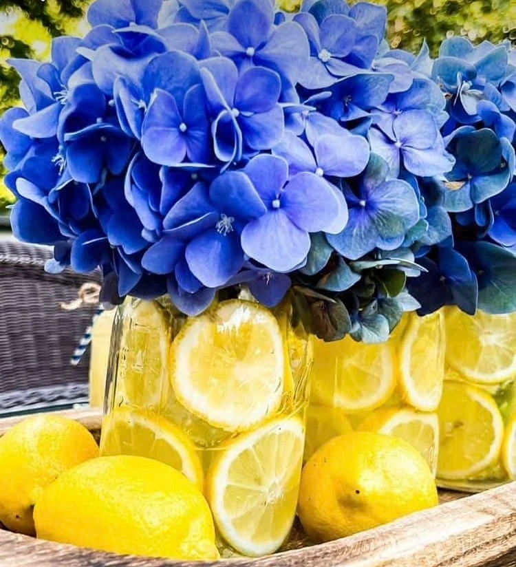 diy vase mit schwimmenden zitronenscheiben blaue hortensien