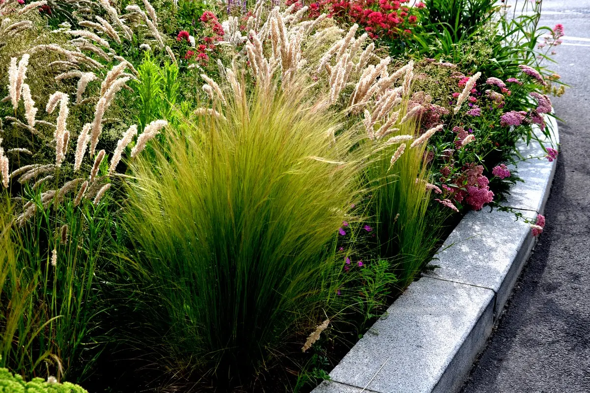 Federgras fällt auseinander - Was tun, um die Pflanze zu kräftigen