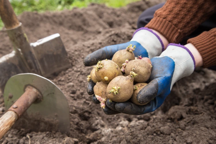 gärtner hält gekeimte kartoffeln in den händen, bevor er sie in den boden pflanzt