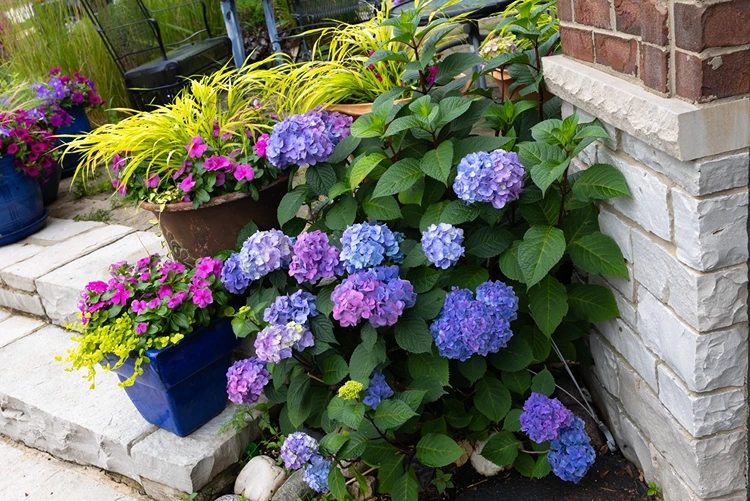 Gräser im Kübel auf einer Treppe und daneben blaue und rosa Hortensienblüten