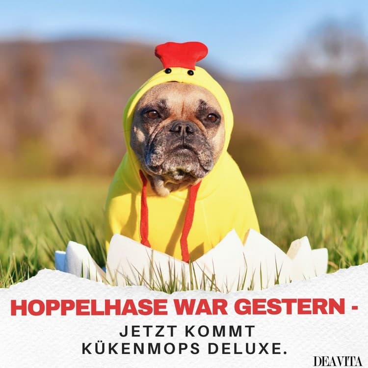 Hoppelhase war gestern, jetzt kommt Kükenmops Deluxe