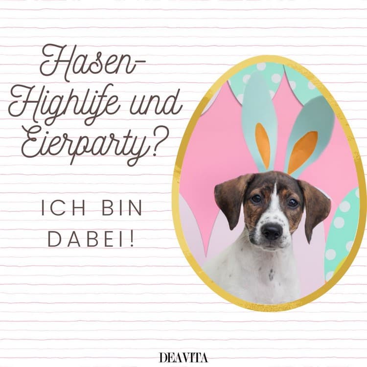 Humorvolle Ostergrüße - Hasen-Highlife und Eierparty