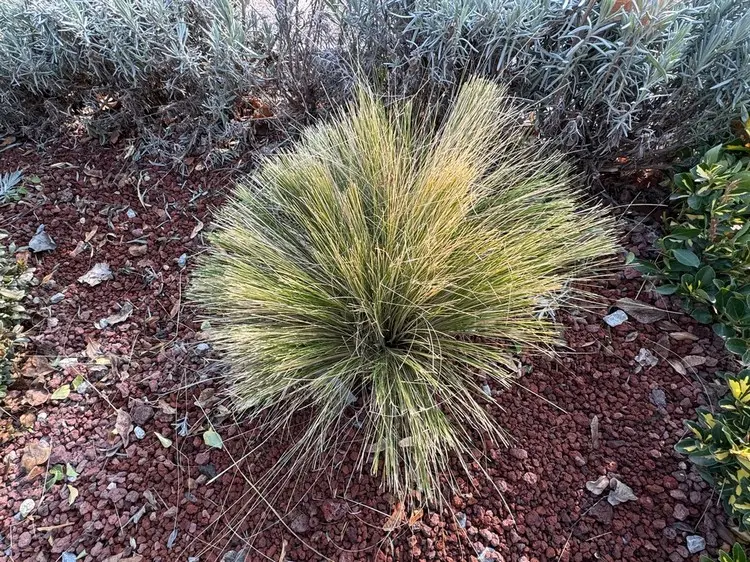 Im Frühjahr schneiden, um Neuaustrieb zu unterstützen