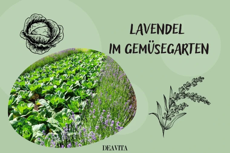 lavendel im gemüsegarten anbauen (2)