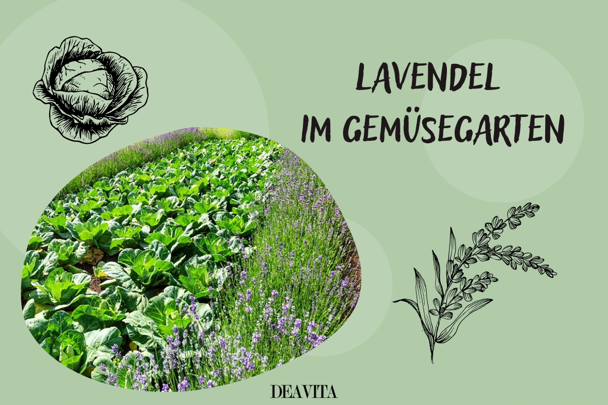 lavendel im gemüsegarten anbauen (2)