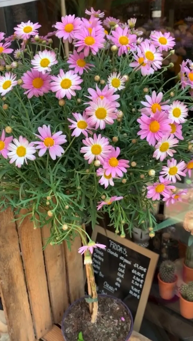 Margeriten richtig pflegen nach dem Winter