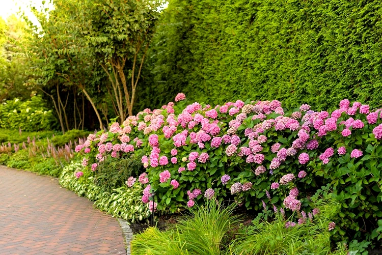 Niedrige Gräser zum Unterpflanzen von Hortensien