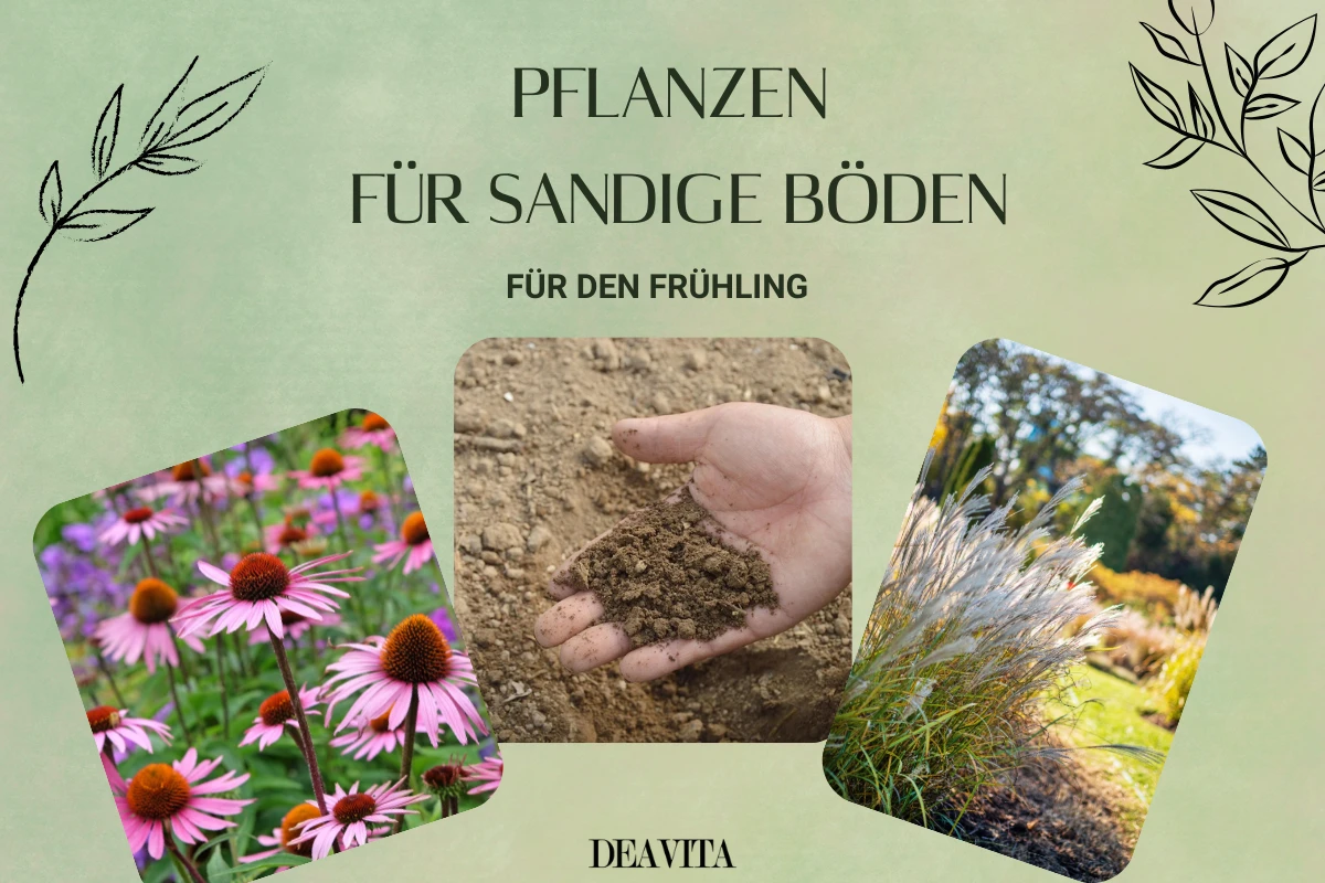 pflanzen für sandige böden