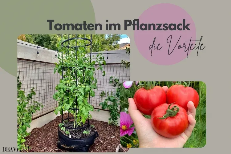 Tomaten im Kartoffelsack pflanzen und Platz sparen