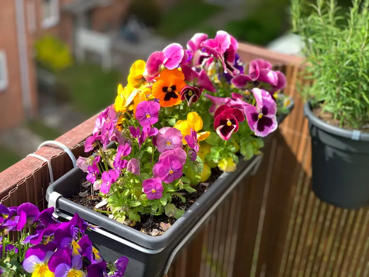 Wann brauchen die Balkonblumen mehr Wasser