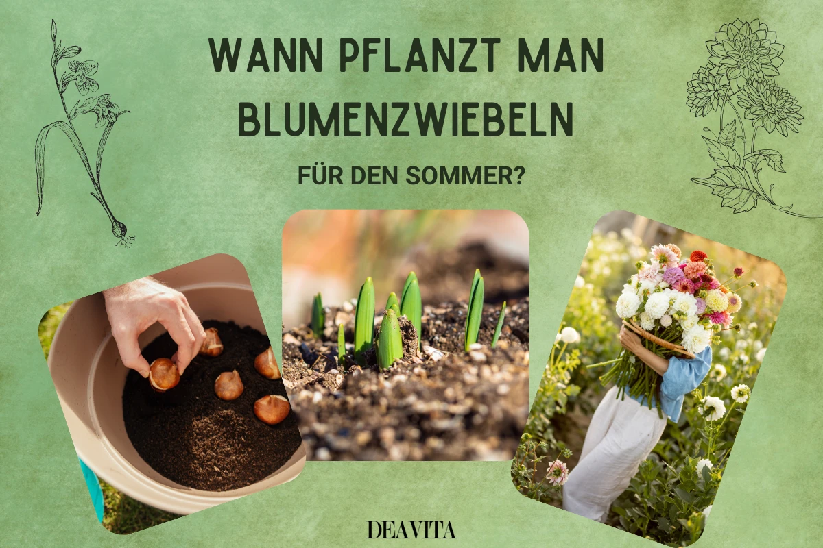 wann pflanzt man blumenzwiebeln für den sommer