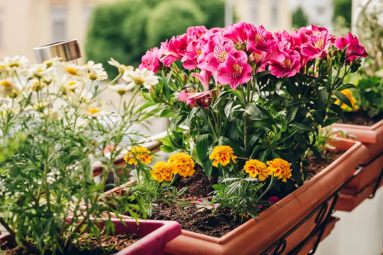 Wasserbedarf von Balkonblumen im Frühling richtig einschätzen