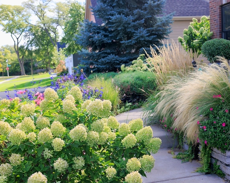 Weiße Hortensien und Ziergräser im Vorgarten arrangieren