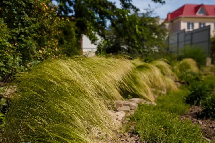 Ziergras verjüngen im Frühling für mehr Vitalität