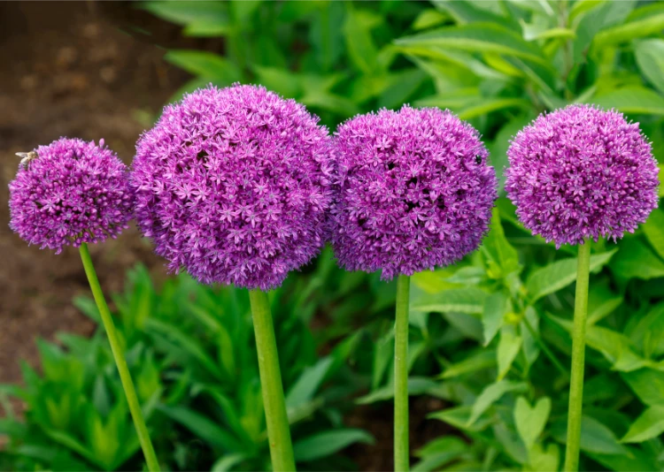 zierlauch (allium) auf sandigem boden