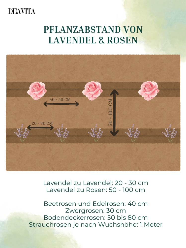 abstand rosen und lavendel im beet