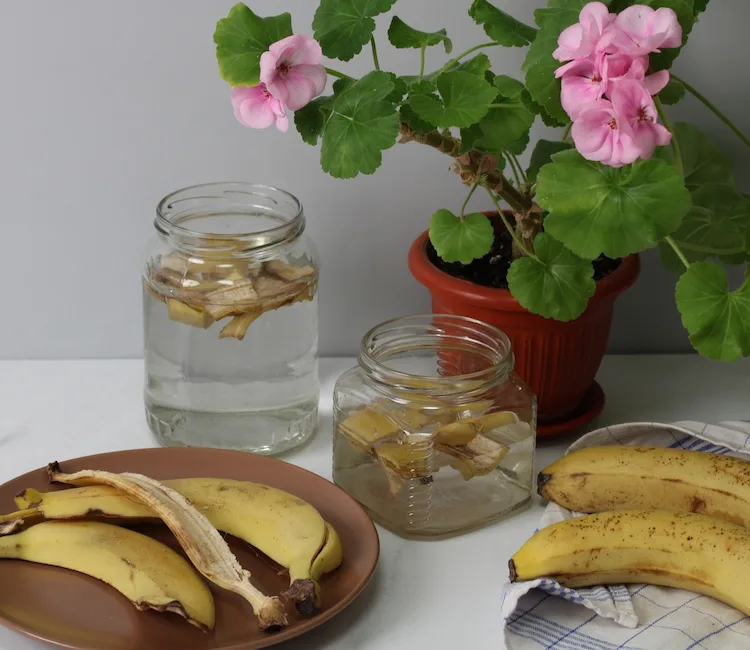 Bananenschalen Wasser als Wurzelhormon verwenden Tipps und Einleitung