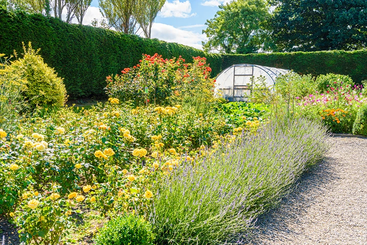 beet mit gelben und roten rosen, lavendelsaum und bauerngarten charme
