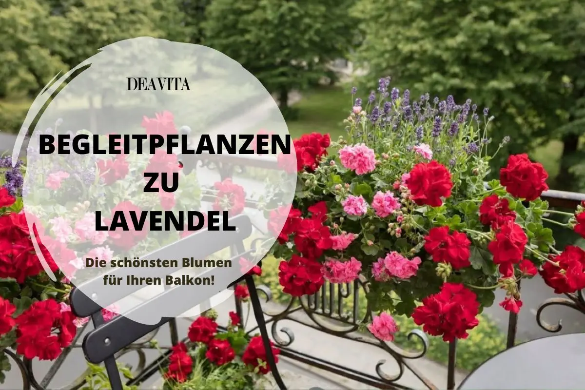 Begleitpflanzen die gut zu Lavendel passen