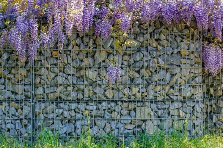 Blauregen ist zur Bepflanzung geeignet, kann aber invasiv werden