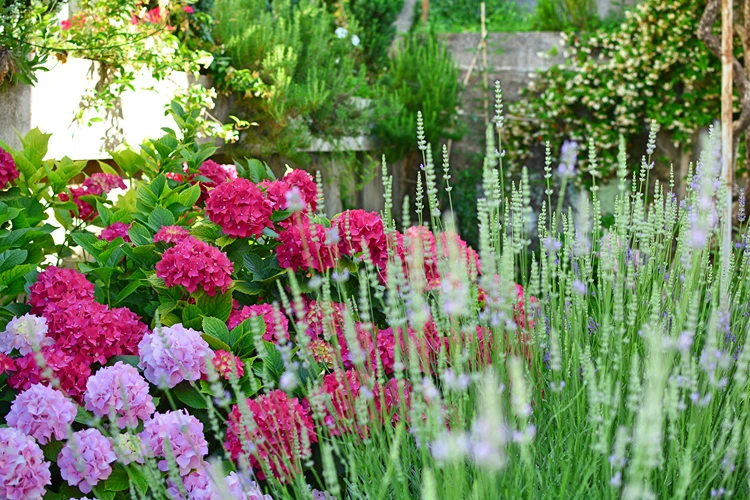 blumenbeet harmonisch gestaltet hortensien und lavendel