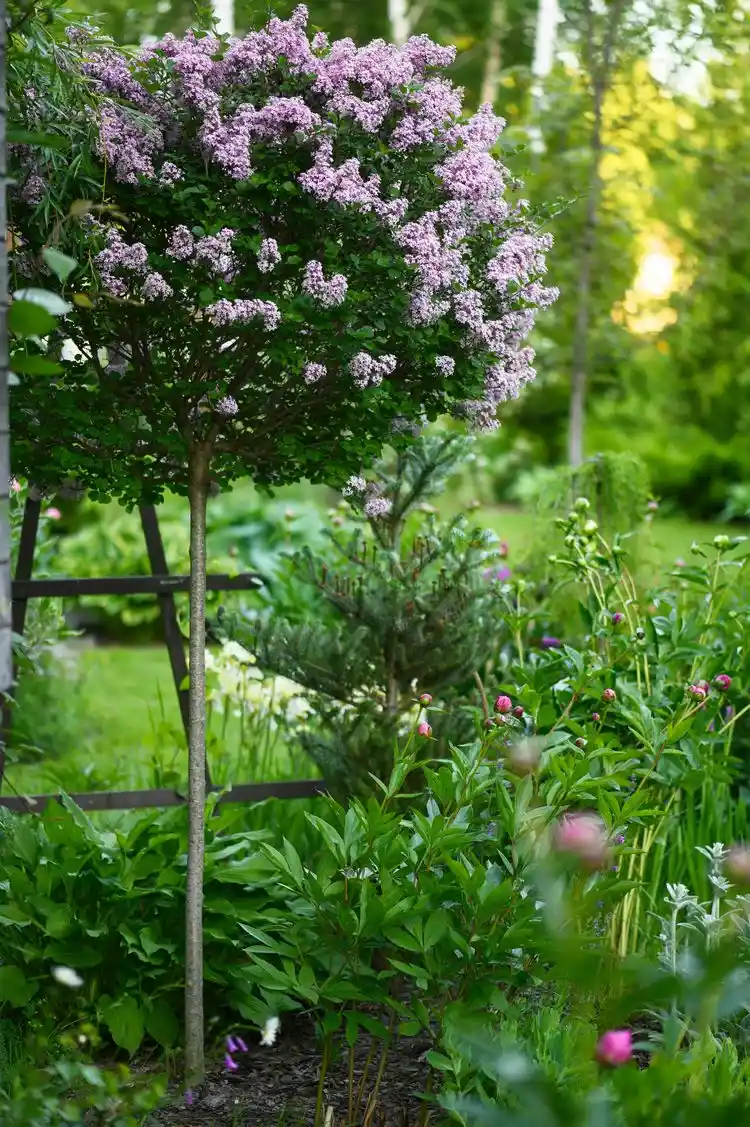 bodendeckende pflanzen