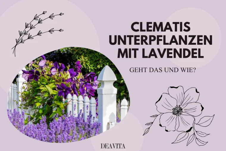 clematis unterpflanzen mit lavendel geht das