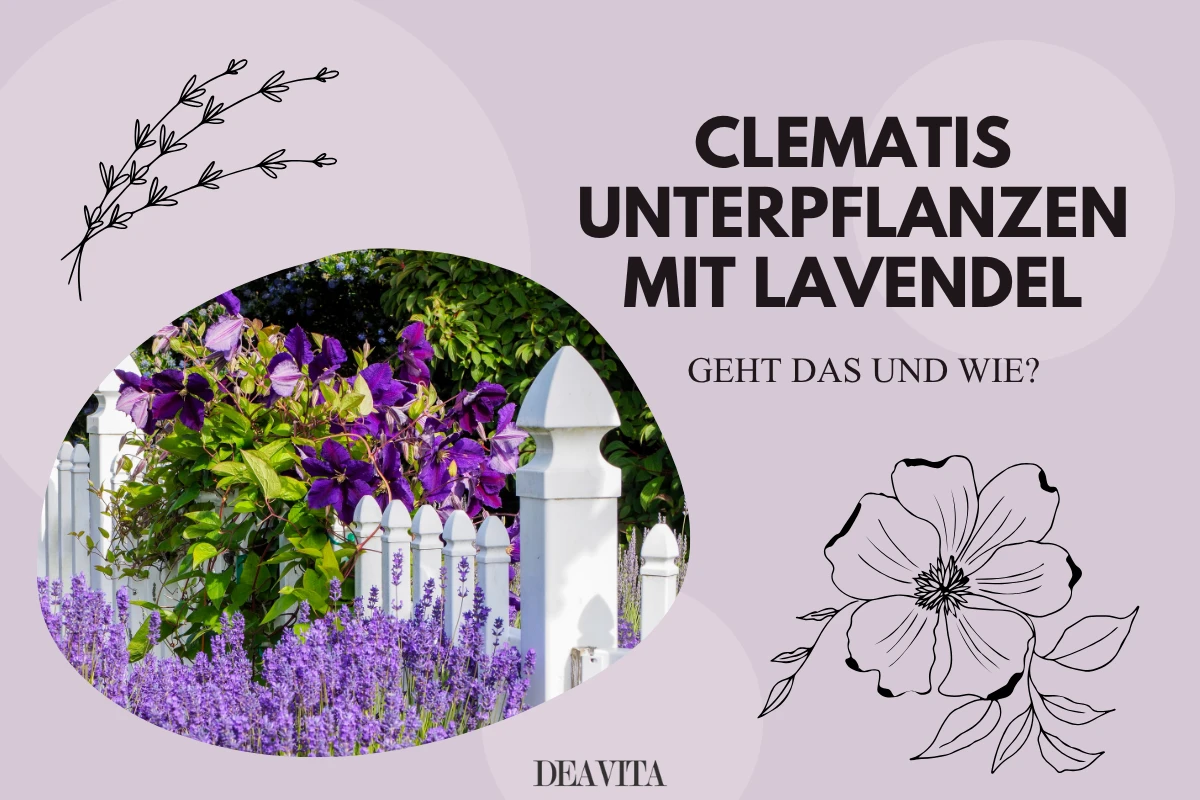 clematis unterpflanzen mit lavendel geht das