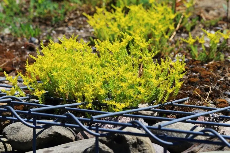 Die Oberseite des Gabionenzaun begrünen mit Sedum, Hauswurz und anderen Sukkulenten