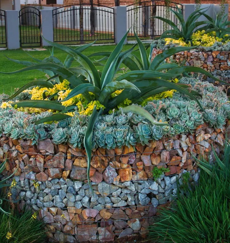 Die Steinlücken der Oberseite mit Erde füllen und mit Hauswurz gestalten für ein schönes Hochbeet